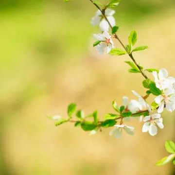 Defocus natural background blurred small flowers on a branch. Stock Photos