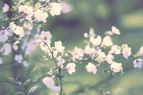 Defocus natural background blurred small flowers on a branch. Surrealism Stock Photos