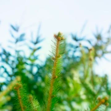 Defocus natural background of cedar branches on the sky background. Stock Photos