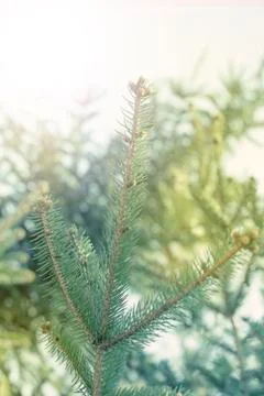 Defocus natural background of cedar branches on the sky background. Foto stock