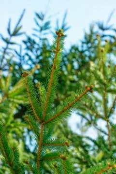 Defocus natural background of cedar branches on the sky background. Stock Photos