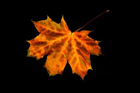Defocus orange maple leaf on black background. Texture, background, pattern.  Stock Photos