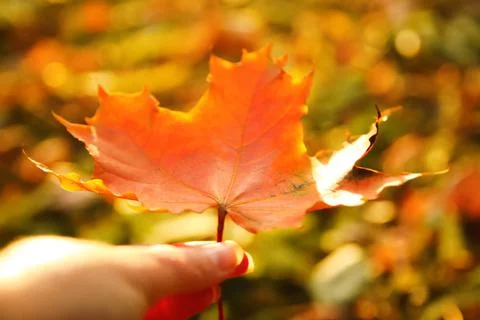 Defocus orange maple leaf in female hand on nature green park background. Col Stock Photos