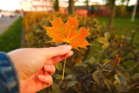 Defocus orange maple leaf in female hand on nature green park background. Col Stock Photos