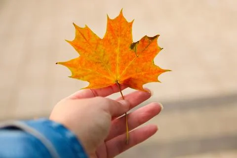 Defocus orange maple leaf in female hand on nature green park background. Col Stock Photos