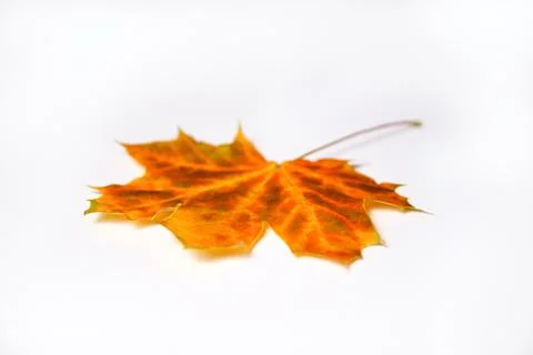 Defocus orange maple leaf on white background. Texture, background, pattern.  Foto stock