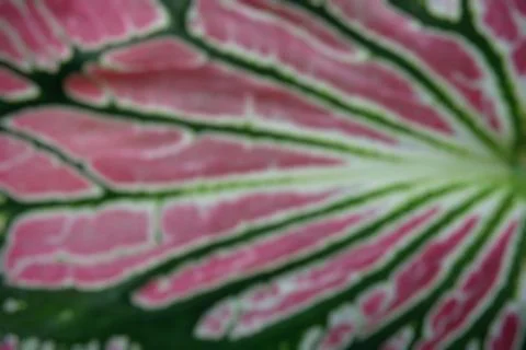 Defocus photo abstract nature pattern of a leaf Stock Photos