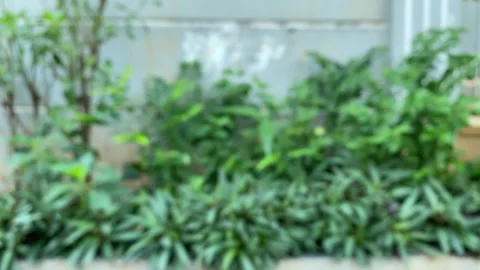 Defocus plant backround Stock Footage 321520301