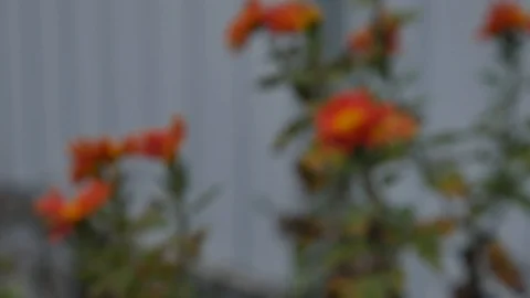 Defocus Red and Orange Chrysanthemums sway in the autumn wind Stock Footage 120552098
