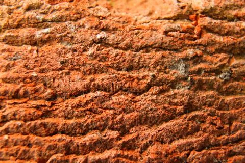 Defocus red brick texture macro closeup, old detailed rough grunge texture. Red Stock Photos
