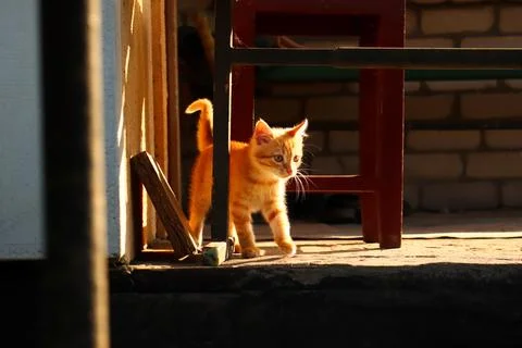 Defocus red kitten outside in the yard. Young cat with brown eyes, playing .. Stock Photos