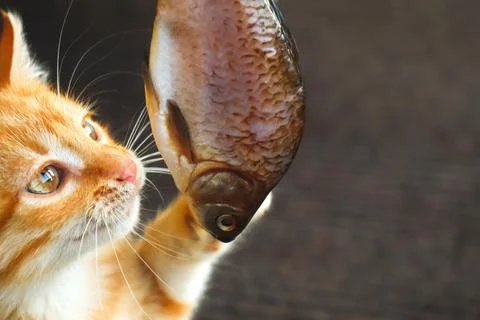 Defocus red kitten touching river fish. Red cat wants to steal a big fish. Th Фото