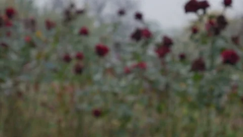 Defocus Roses. Lots of tall red roses in the home garden. Foggy morning Stock Footage 119596388