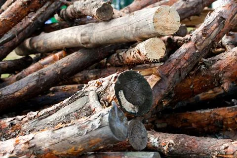 Defocus rows of piled of big logs. Local rural lumber mill, made into lumbe.. Stock Photos