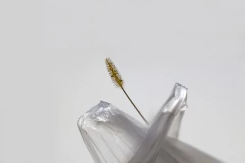 DEFOCUS. Save the planet. A dry blade of grass sticks out. Ecological problem Stock Photos