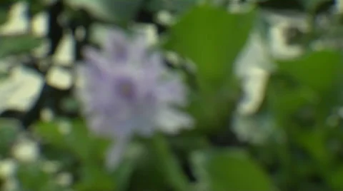 Defocus Shot Of A Flower Stock Footage 57727877