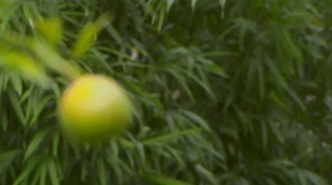 Defocus Shot Of A Lemon on the tree Stock Footage 58236766