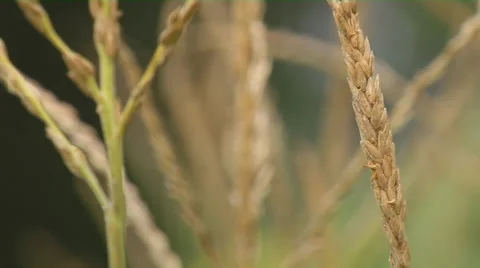 Defocus Shot Of A Stalk of  Grain Stock Footage 58236752