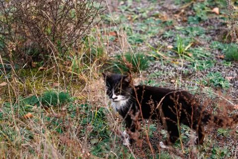 Defocus side view of black and white cat walking in autumn meadow. Cat huntin Foto stock