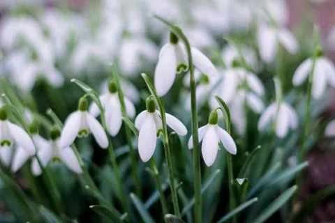 Defocus Springtime flowers. Side view. Snowdrop spring flowers in a clearing  Foto stock
