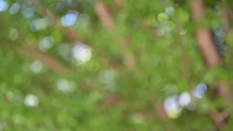Defocus technique blurred bokeh tree nature background Stock Footage 132586575