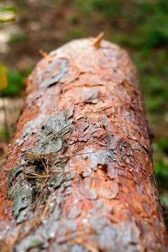 Defocus texture of tree bark. Log of pine tree in autumn forest. Saw cur wood Stock Photos