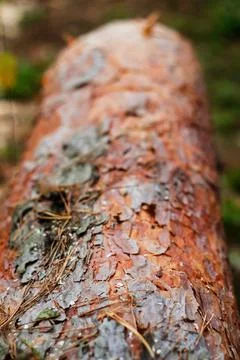 Defocus texture of tree bark. Log of pine tree in autumn forest. Saw cur wood Stock Photos