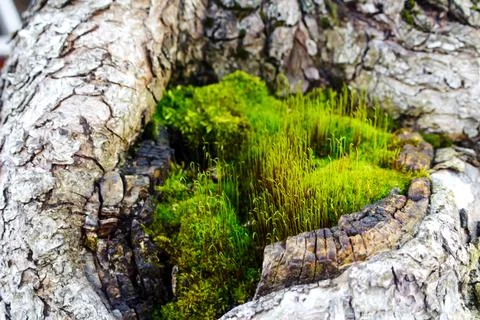 Defocus tree trunk with moss. Beautiful green moss on the floor, moss closeup Stock Photos