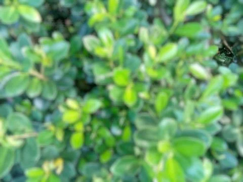 Defocused abstrac background green leafy plant closeup photo. Foto stock