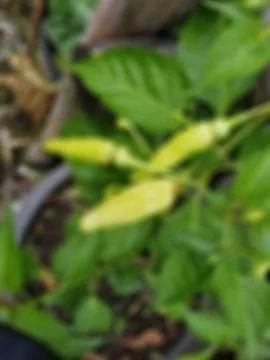 Defocused abstract background of chili tree in the pot yard of the house 스톡 사진