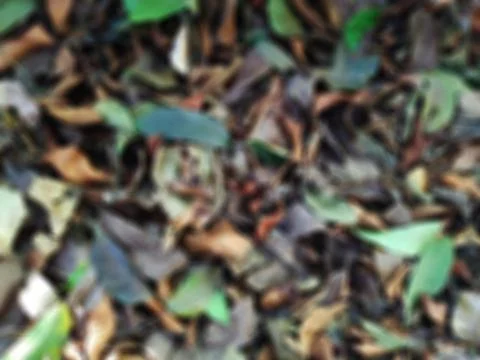 Defocused abstract background of dry leaf Stock Photos