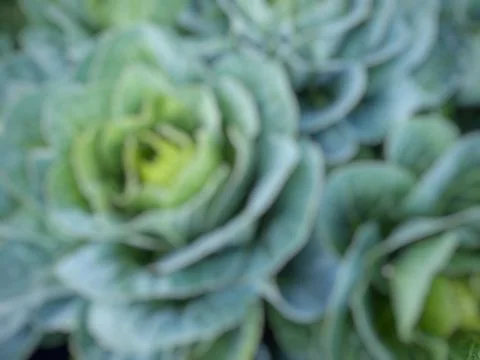 Defocused abstract background of green cabbage vegetable plant. Stock Photos