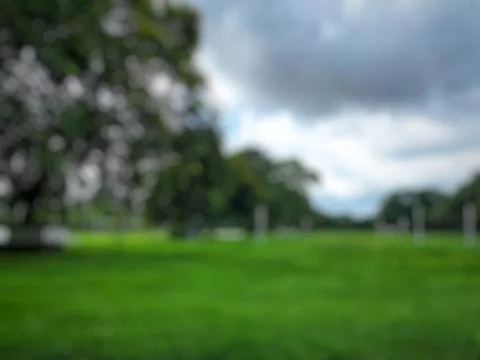 Defocused abstract background of Green trees and grass in a city park. Stock Photos