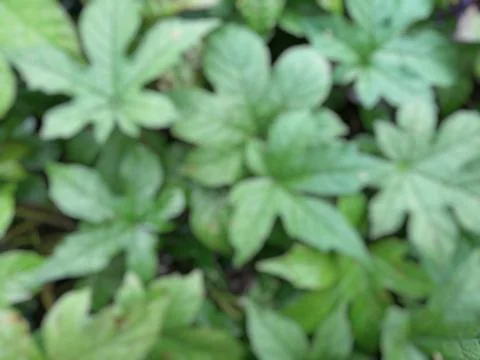 Defocused abstract background of leaf Stock Photos