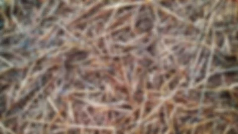 Defocused abstract background of Straw texture Stock Photos