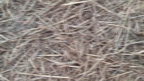 Defocused abstract background of Straw texture Stock Photos