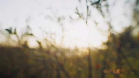 Defocused abstract background sunset sunshine Stock Footage 203211897