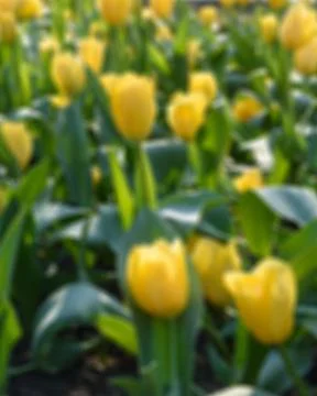 Defocused abstract background of tulips Stock Photos