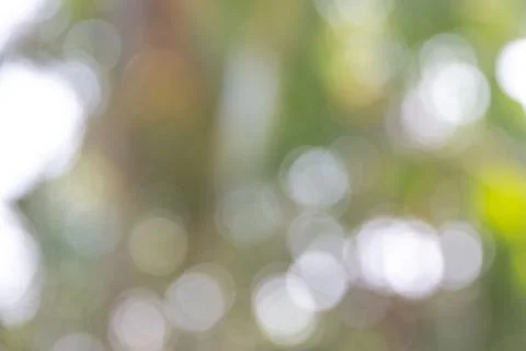 Defocused Abstract light bokeh of light on tree , Abstract background Stock Photos