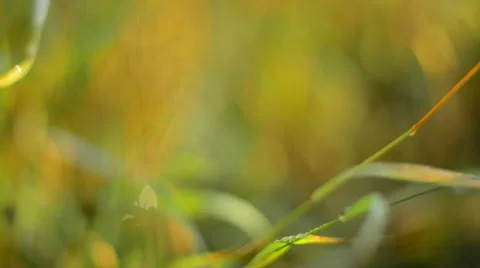 Defocused abstract nature background. Stock Footage 53865528