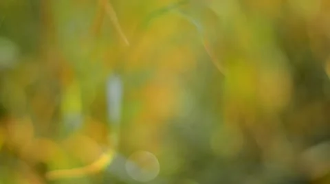 Defocused abstract nature background. Stock Footage 53865540