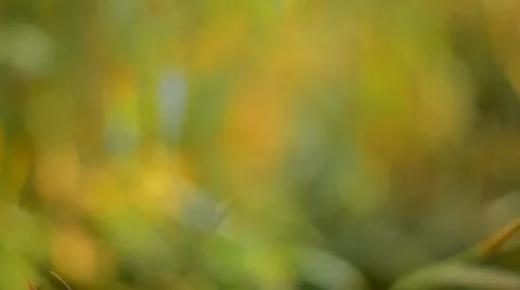 Defocused abstract nature background. Stock Footage 53865586