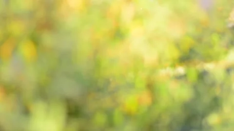 Defocused abstract nature background. Stock Footage 53942024