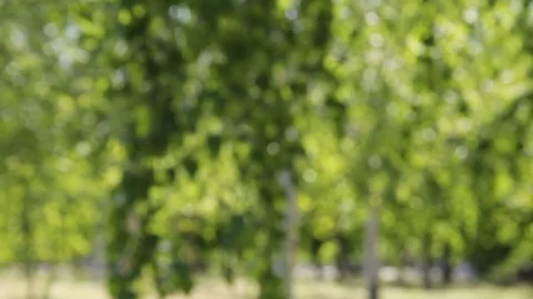 Defocused abstract nature background with green leaves and bokeh lights Stock Footage 78662439