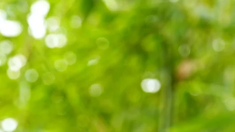 Defocused abstract nature background with green leaves and bokeh lights Video stock 94587325