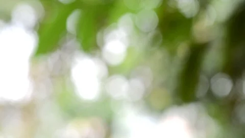 Defocused Abstract Nature Background With Green Leaves And Bokeh Lights Stock Footage 128282793