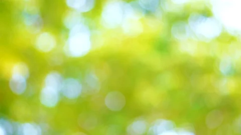 Defocused Abstract Nature Background With Green Leaves And Bokeh Lights Stock Footage 128283138