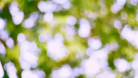 Defocused Abstract Nature Background With Green Leaves And Bokeh Lights Stock Footage 128283200
