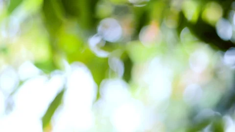Defocused Abstract Nature Background With Green Leaves And Bokeh Lights Stock Footage 128283232