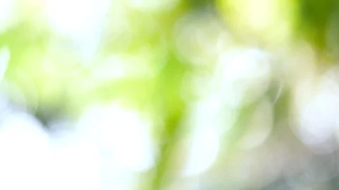 Defocused Abstract Nature Background With Green Leaves And Bokeh Lights Stock Footage 128283592